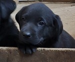 Puppy Puppy 3 Labrador Retriever