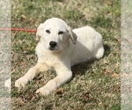 Small #2 Great Pyrenees Mix