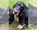 Small #1 Basset Hound