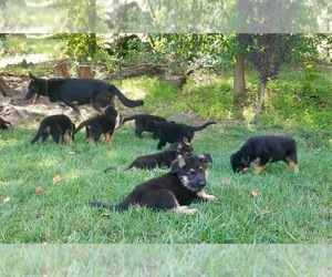 German Shepherd Dog Puppy for sale in GAMBRILLS, MD, USA