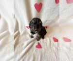 Small Photo #7 Bernedoodle Puppy For Sale in HARROGATE, TN, USA