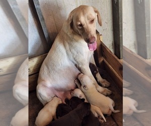 Mother of the Labrador Retriever puppies born on 07/05/2023