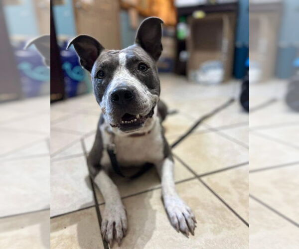 Medium Photo #1 Mutt Puppy For Sale in DuQuoin, IL, USA