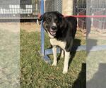 Small Bernese Mountain Dog Mix