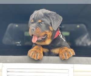 Rottweiler Puppy for sale in WESTPORT, MA, USA