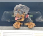 Small Photo #1 Rottweiler Puppy For Sale in WESTPORT, MA, USA