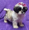 Small Photo #17 Lhasa Apso Puppy For Sale in BUFFALO, MO, USA