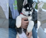 Small Photo #60 Siberian Husky Puppy For Sale in TRIMBLE, MO, USA