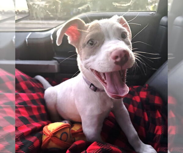 Medium Photo #5 American Staffordshire Terrier-Labrador Retriever Mix Puppy For Sale in San Juan Capistrano, CA, USA