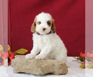 Goldendoodle (Miniature) Puppy for sale in GORDONVILLE, PA, USA