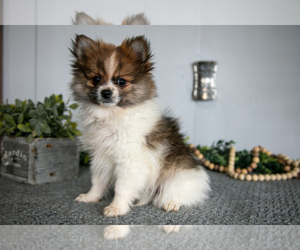 Medium Pomeranian