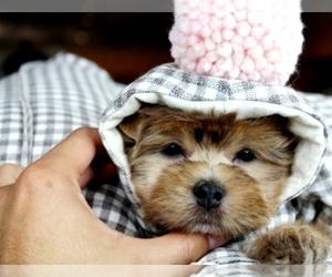 Maltipoo Puppy for sale in BOCA RATON, FL, USA