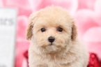 Small Photo #3 Maltipoo Puppy For Sale in BEL AIR, MD, USA