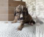 Small #19 Bernedoodle