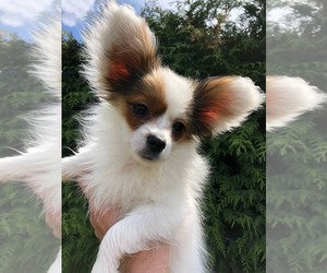 Papillon Puppy for sale in WOOD DALE, IL, USA