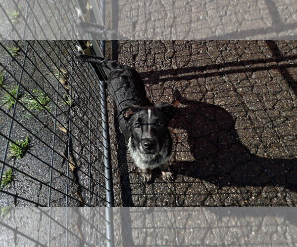 Medium Photo #6 Mutt Puppy For Sale in Sebec, ME, USA
