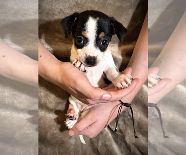 Medium Photo #3 Rat Terrier Puppy For Sale in Holly Springs, NC, USA