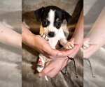 Small #2 Rat Terrier