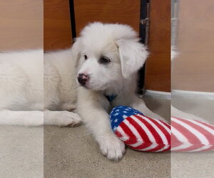 Great Pyrenees Dogs for adoption in Wheaton, IL, USA