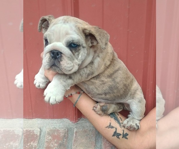 Medium Photo #1 Bulldog Puppy For Sale in COTTAGEVILLE, SC, USA