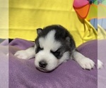 Small Photo #8 Siberian Husky Puppy For Sale in DEARBORN, MO, USA
