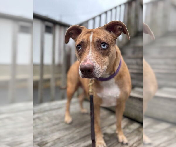 Medium Photo #5 Mutt Puppy For Sale in Brewster, NY, USA