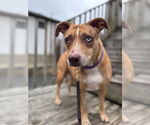 Small #4 Mutt