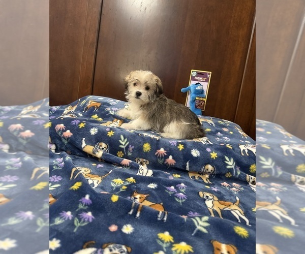 Medium Photo #1 Morkie Puppy For Sale in BENSON, NC, USA