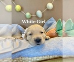 Small Photo #10 Golden Retriever Puppy For Sale in PEORIA, AZ, USA