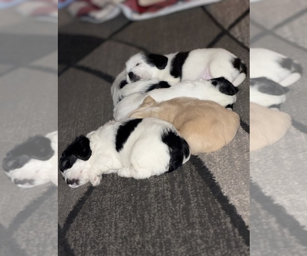 Medium Photo #1 Shih-Poo Puppy For Sale in HAWESVILLE, KY, USA