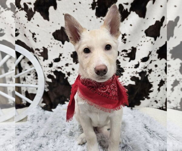 Medium Photo #3 Siberian Husky-Unknown Mix Puppy For Sale in Fargo, ND, USA