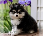 Small #1 Pomsky