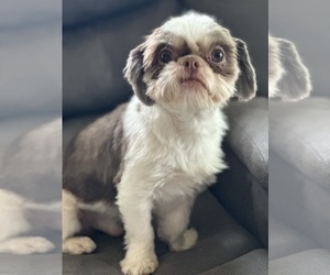 Shih Tzu Dog for Adoption in DAYTON, Ohio USA