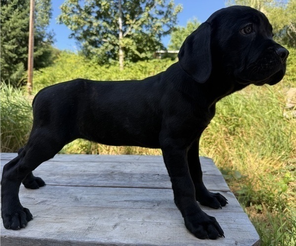 Medium Photo #3 Cane Corso Puppy For Sale in HILLSBORO, OR, USA