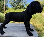 Small #2 Cane Corso