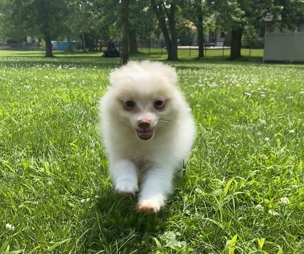Medium Photo #3 Pomeranian Puppy For Sale in RICHMOND, MI, USA