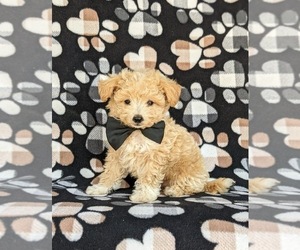 Poodle (Miniature)-Sheltidoodle Mix Puppy for sale in KIRKWOOD, PA, USA