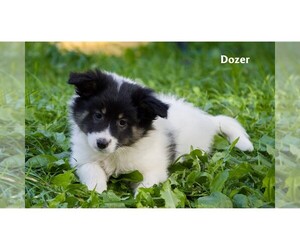 Eskland Puppy for sale in CLARE, MI, USA