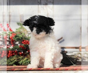 Poodle (Toy) Puppy for sale in APPLE CREEK, OH, USA