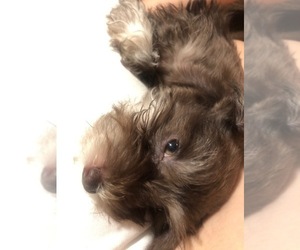 Mother of the Schnauzer (Miniature) puppies born on 10/13/2021