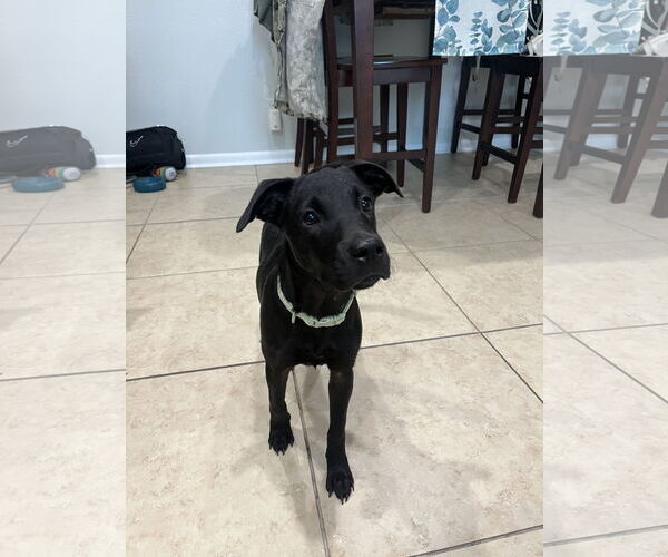 Medium Photo #4 Labrador Retriever-Unknown Mix Puppy For Sale in Virginia Beach, VA, USA