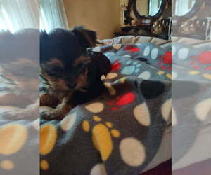Yorkshire Terrier Puppy for sale in LE ROY, KS, USA