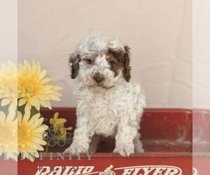 Cavapoo Puppy for sale in GAP, PA, USA