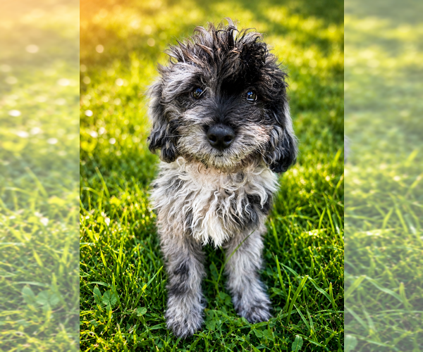 Medium Photo #62 Cavapoo (Miniature) Puppy For Sale in DURHAM, CT, USA
