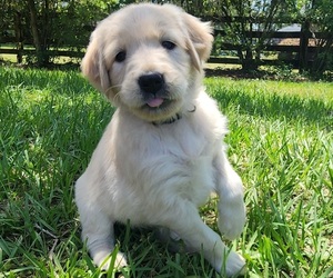 English Cream Golden Retriever Puppy for Sale in HIGH SPRINGS, Florida USA