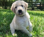 Small English Cream Golden Retriever