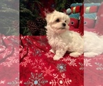 Small Photo #4 Morkie Puppy For Sale in GRAFTON, VA, USA