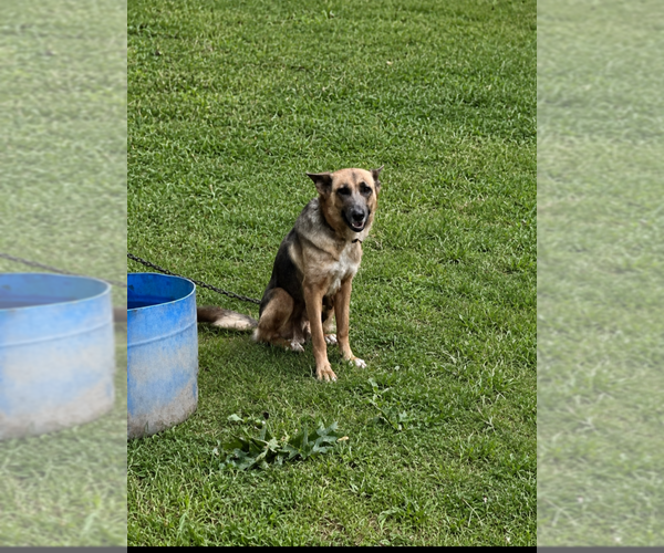 Medium Photo #1 German Shepherd Dog Puppy For Sale in ZEBULON, NC, USA