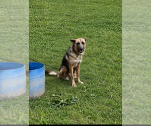 Mother of the German Shepherd Dog puppies born on 03/09/2026