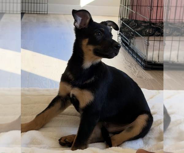 Medium Photo #7 German Shepherd Dog-Unknown Mix Puppy For Sale in Brooklyn, NY, USA